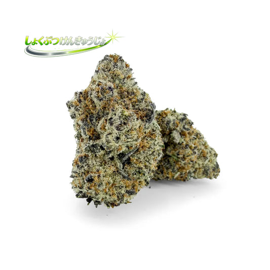 ミントズ・ビスコッティ 31% THCA